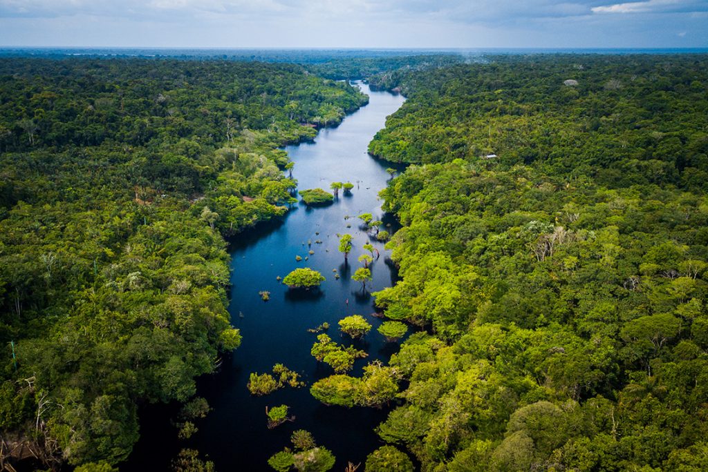 Corais da Amazônia: conheça esse novo ecossistema